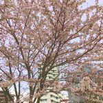 葛飾区白鳥の桜の詳細へ