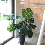 この冬初の寒波到来？　新島モデルハウスの詳細へ
