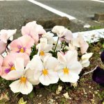 ソーシャルディスタンスの中のお花見　新島モデルハウスの詳細へ