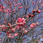 梅の花の詳細へ